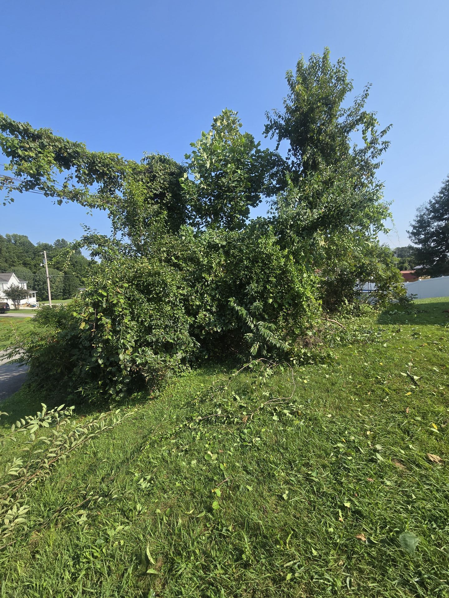 Tree Trimming & Brush Removal | Advantage Property Solutions